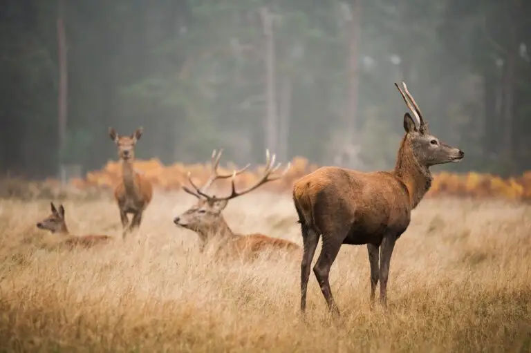 Cerf se relaxant dans une vallée brumeuse, entouré de nature paisible