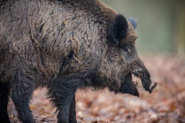 Sanglier sauvage dans son habitat naturel en forêt.